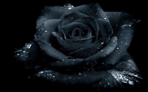 black rose background